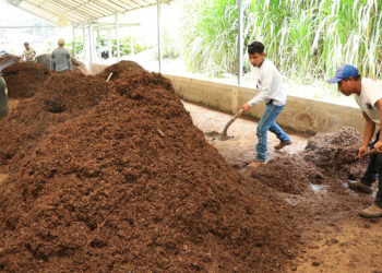 Agricultura generativa para mejorar los suelos