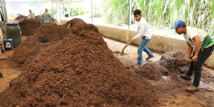 Agricultura generativa para mejorar los suelos