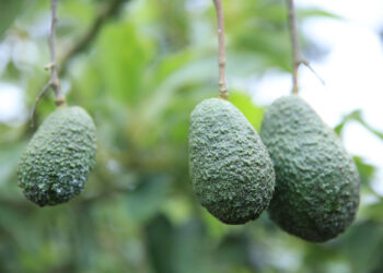 Aguacate Hass podrá ingresar a los Estados Unidos de América