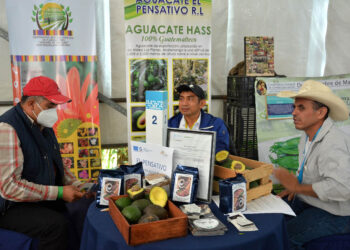 Asociatividad, clave para que productores de aguacate puedan ser exportadores