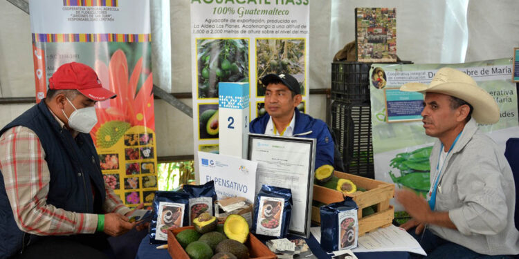 Asociatividad, clave para que productores de aguacate puedan ser exportadores