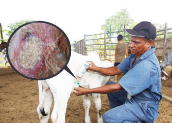 Avanza lucha transnacional contra el Gusano Barrenador del Ganado