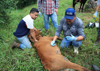 Barridos se realizan en Izabal para prevenir propagación del Gusano Barrenador del Ganado