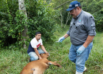 Gusano Barrenador del Ganado: Brigadas de trabajo promueven la educación sanitaria