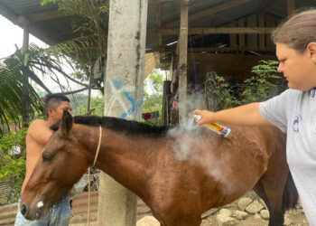 Brindan asistencia a equinos en San Luis por denuncia de vecinos