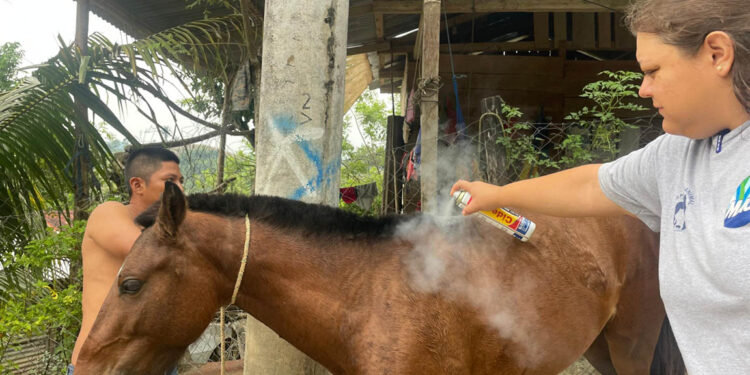 Brindan asistencia a equinos en San Luis por denuncia de vecinos