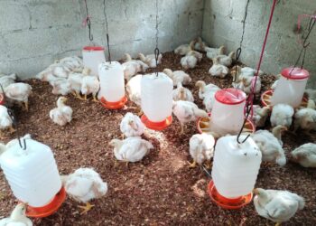 Brindan asistencia a mini granjas de pollos de engorde