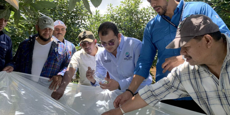 Claves para que el aguacate guatemalteco compita en mercados internacionales