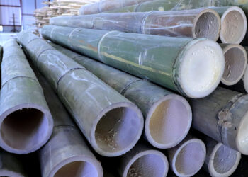 Conozca a que planta se le llama el “acero verde”