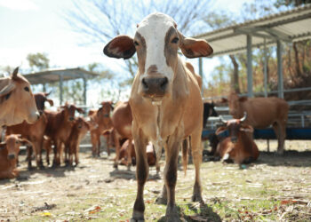 Conozca a qué se le llama ganado estabulado