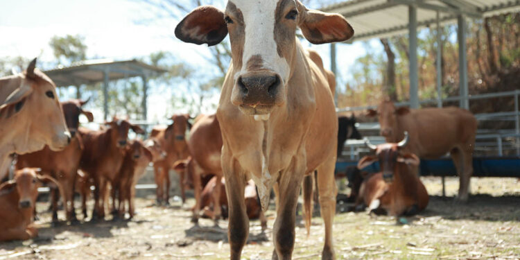 Conozca a qué se le llama ganado estabulado