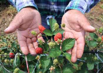 Conozca cómo es el cultivo de mora