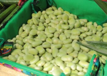 Conozca cuáles son las plantas leguminosas