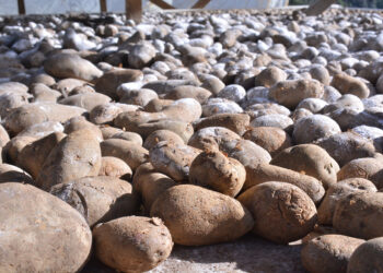 Conozca más acerca de los tubérculos