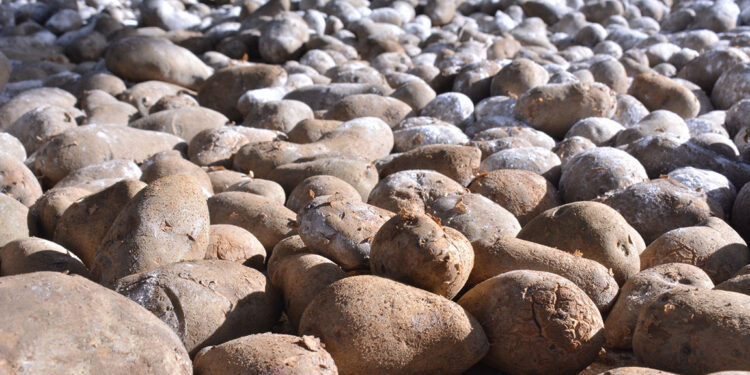 Conozca más acerca de los tubérculos