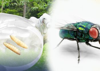 Conozca más sobre la mosca del Gusano Barrenador del Ganado