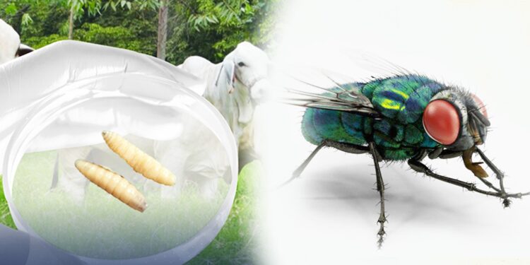 Conozca más sobre la mosca del Gusano Barrenador del Ganado