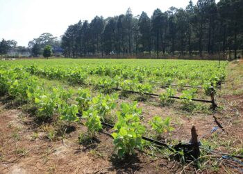 Conozca qué es la agrobiodiversidad