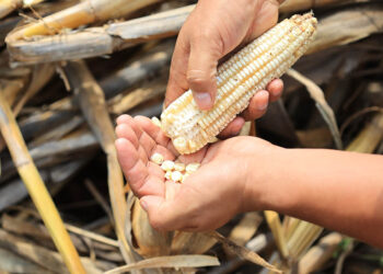 Conozca qué es la tapisca en Guatemala