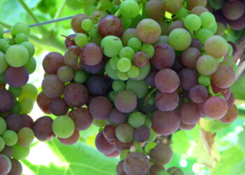 Conozca qué es la viticultura