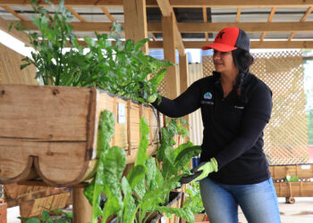 Conozca que es un sistema de cultivo vertical