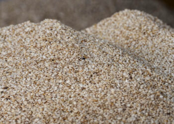 ¿Conozca qué son las legumbres?