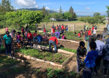 Cosechan rábano y cilantro en huerto escolar de Quiché