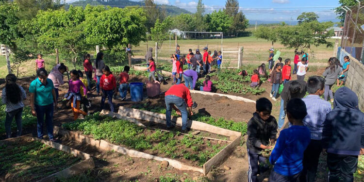 Cosechan rábano y cilantro en huerto escolar de Quiché