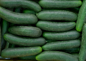 Cosechar pepino no es complicado si tiene un huerto