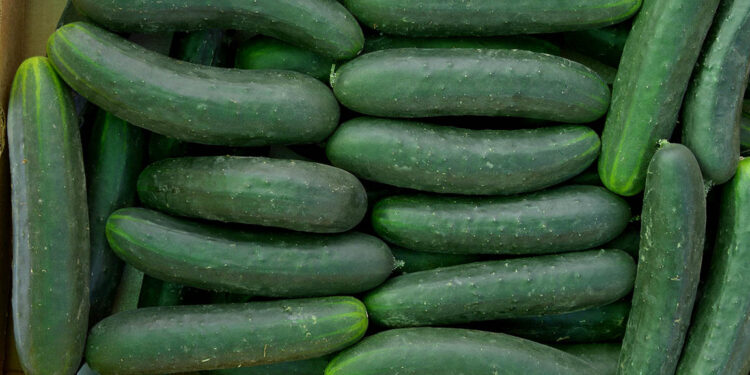 Cosechar pepino no es complicado si tiene un huerto