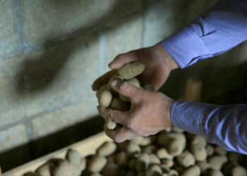 Cultivo de papa renace en Sumpango