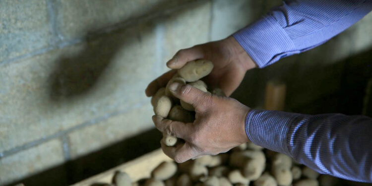 Cultivo de papa renace en Sumpango