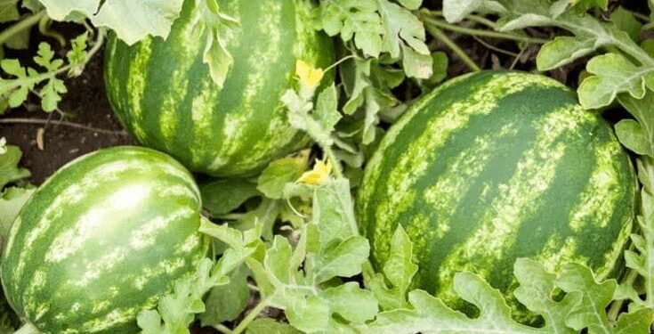 Cultivos de sandía en el país