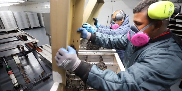 Dispersan alrededor de 8 millones de moscas estériles del Gusano Barrenador del Ganado