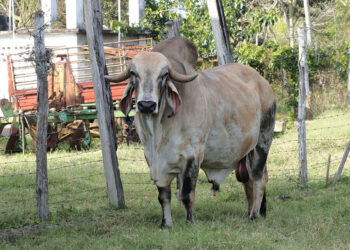 El Centro Genético del Petén mejora calidad de ganado bovino