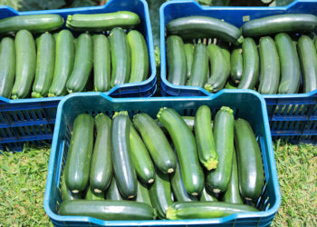 El calabacín, cultivo que se ha vuelto popular