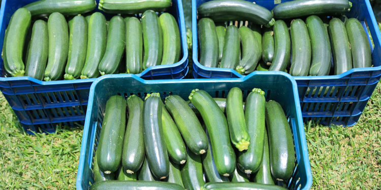 El calabacín, cultivo que se ha vuelto popular