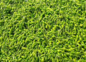 El chiltepe, un sabor tradicional de los guatemaltecos