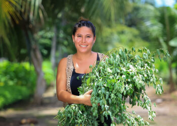 El chipilín es una fuente de vitaminas y hierro
