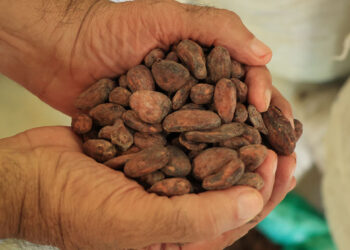 El cultivo de cacao requiere paciencia
