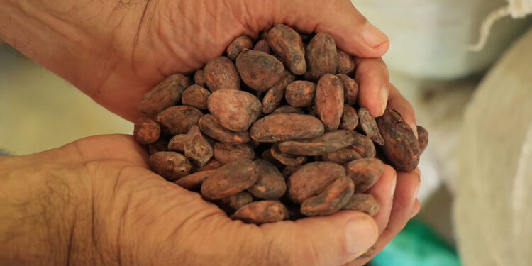 El cultivo de cacao requiere paciencia