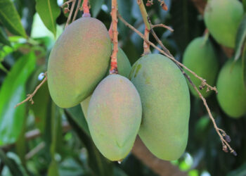 El mango, fruta valorada por su sabor, versatilidad y valor nutricional