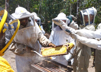 Finaliza diplomado en Apicultura Tropical con Énfasis en Manejo Orgánico de Apiarios
