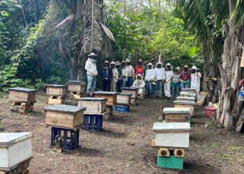 Entregan colmenas a apicultores de Sayaxché