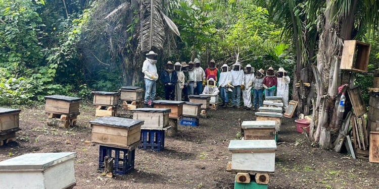 Entregan colmenas a apicultores de Sayaxché
