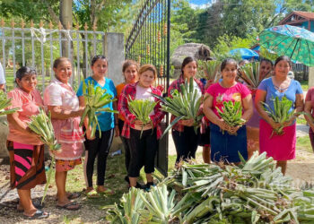 Entregan hijuelos de piña en Poptún