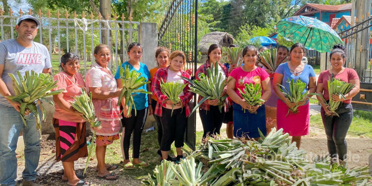 Entregan hijuelos de piña en Poptún