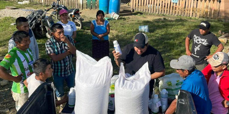 Entregan parcelas demostrativas de frijol en Santa Cruz, Poptún