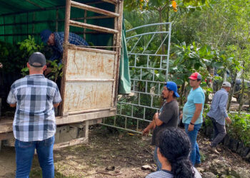 Entregan parcelas demostrativas de rambután en Poptún