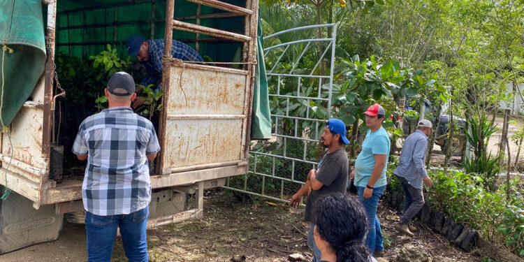 Entregan parcelas demostrativas de rambután en Poptún